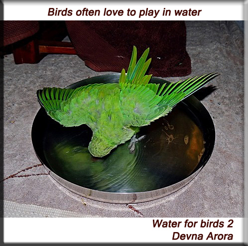Devna Arora - Water for birds
